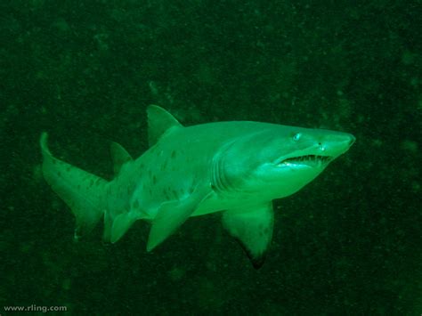 Grey Nurse Shark - a photo on Flickriver