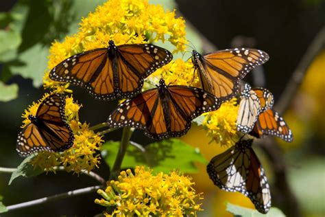 Restoring Monarch Butterfly’s Habitat - ECOLIFE Conservation