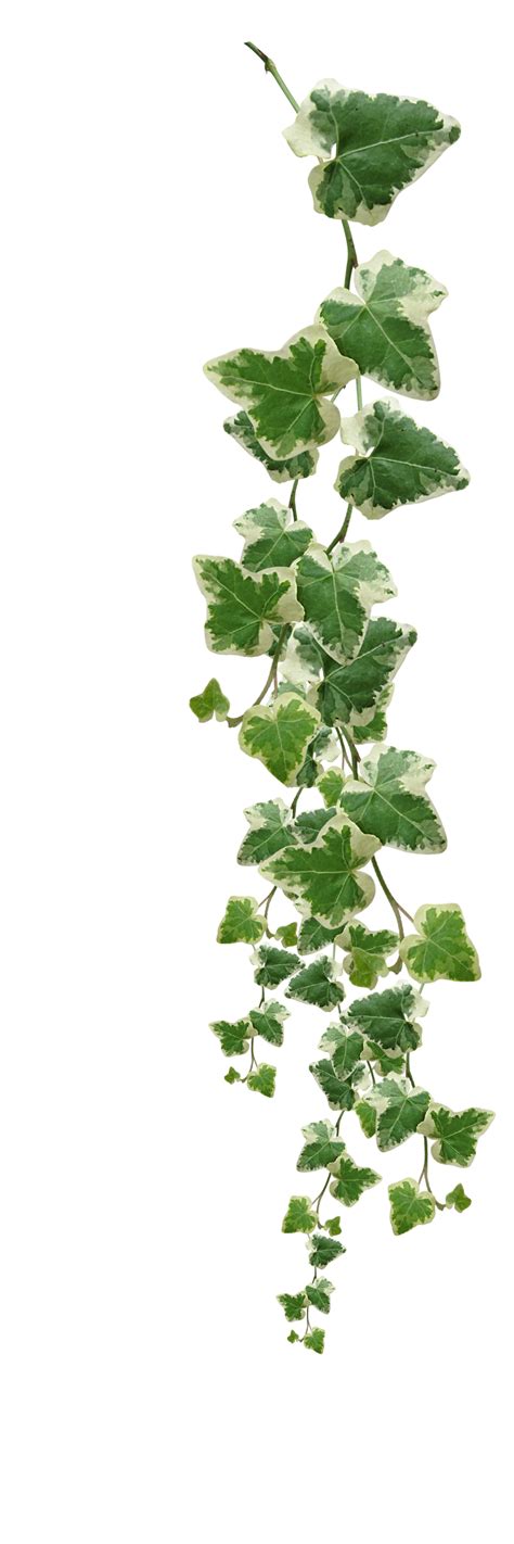 Vines Plants Pictures PNG Transparent Background, Free Download #44922 - FreeIconsPNG