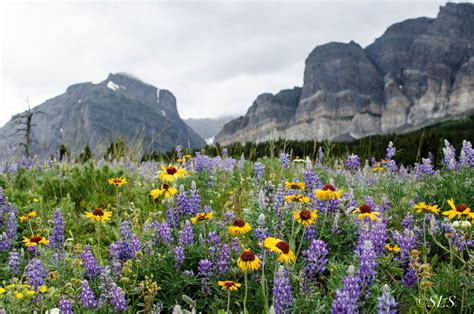 Mountain Wildflowers by EarthAndTheRoad on Etsy