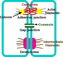 Where are Zonula adherens found?