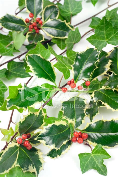 Holly and Ivy Stock Photos - FreeImages.com