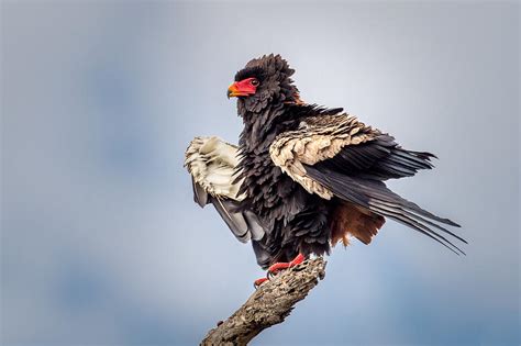 Ruffled Feathers Photograph by Jeffrey C. Sink - Fine Art America