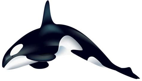 Clipart Images, Png Images, Image Transparent, Art Things, Free Clip Art, Orca, New Image ...