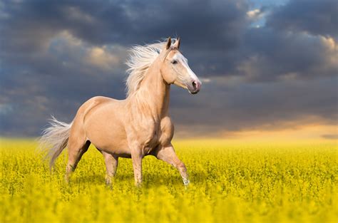 3840x2540 horse 4k free high def, HD Wallpaper | Rare Gallery