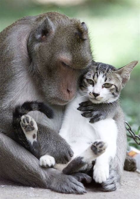 45 Adorable Animal Odd Couples | Animals friendship, Animals friends, Cute animal videos