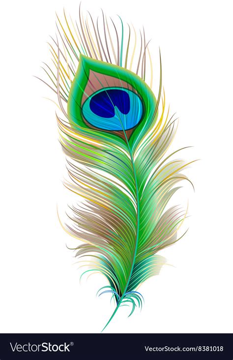 Peacock feather beautiful bird feather Royalty Free Vector