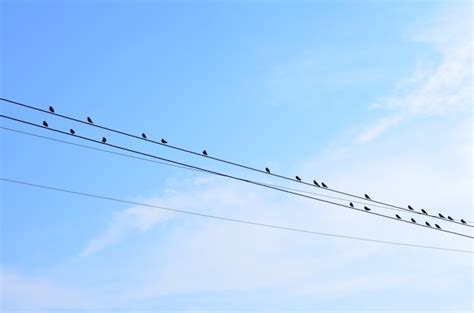 Premium Photo | Birds on power line with blue sky background