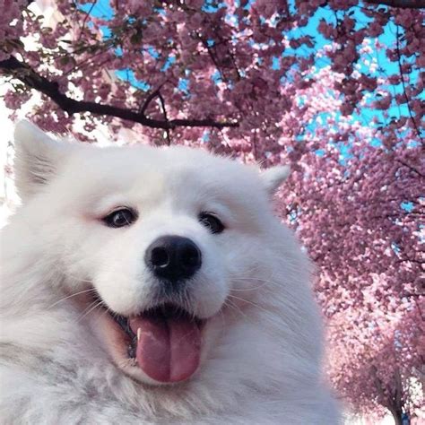 Cherry blossoms and dogs ~ on We Heart It | Cute animals, Cute dogs ...