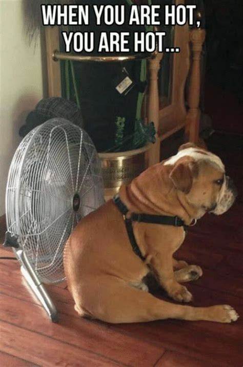 42 Hot Weather Memes That'll Help You Cool Down | Funny animals ...