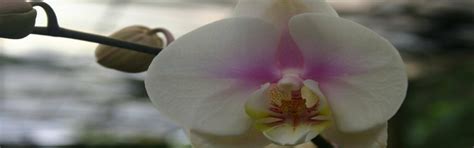 Orchids — costarica-information.com