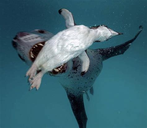 A leopard seal about to attack a penguin : r/natureismetal