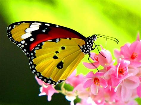 Beautiful Butterfly Wallpapers - Wallpaper Cave