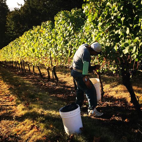 What Actually Happens During Harvest At a Winery?