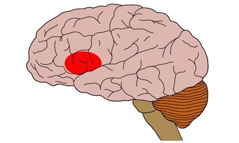 2-Minute Neuroscience: Broca's area