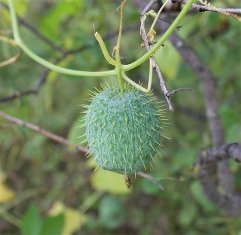 Wild Cucumber | Weed identification guide for Ontario crops | ontario.ca