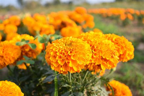 How To Grow Marigolds 'Tagetes' | Horticulture Magazine