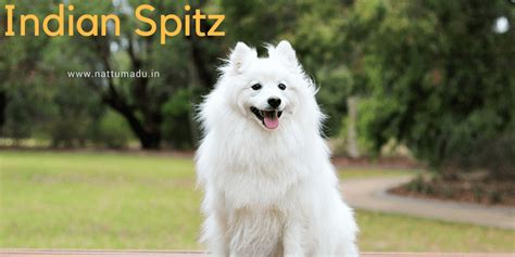 Indian Spitz - Native Breed.org