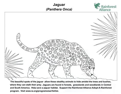 Jaguar Coloring Page | Rainforest Alliance