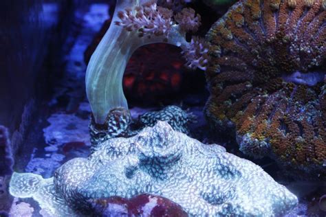 Show off your Leptoseris (Lepto coral) | Reef2Reef