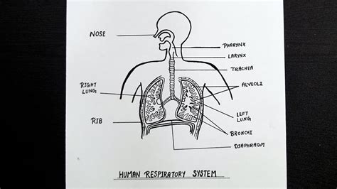 Human Respiratory System Diagram || Labelled Diagram of Respiratory System - YouTube