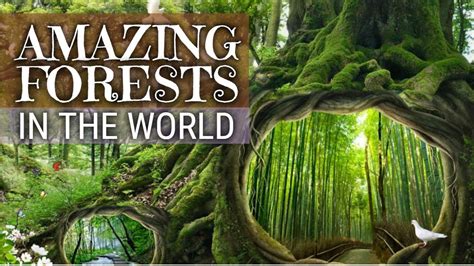 7 Most Amazing Forests In The World - YouTube