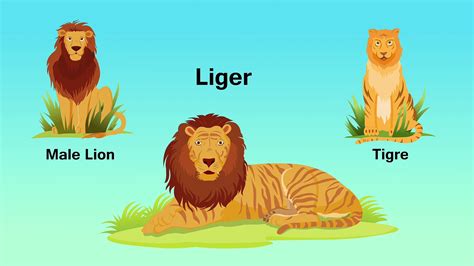 Liger Vs Tiger Vs Lion