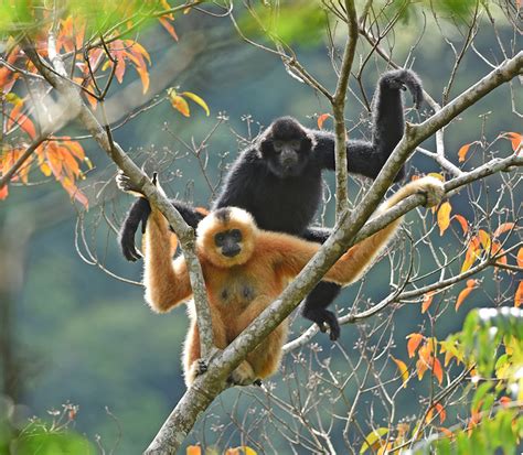 Cuando los primates más raros del mundo encuentran pareja, es una victoria para la especie