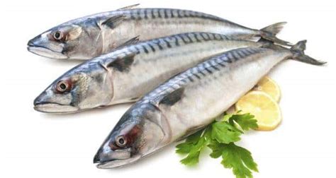 Top 6 health benefits of mackerel (bangada) you should know ...