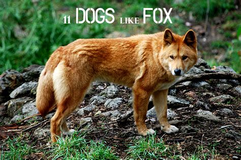 11 Dogs That Look Like a Fox | PetHelpful