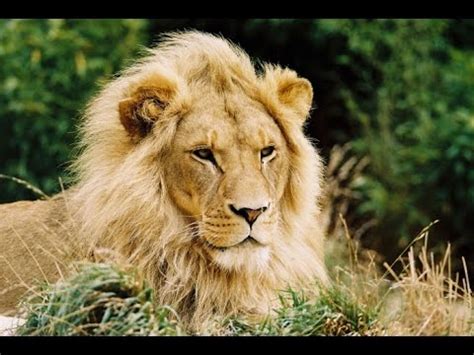 Lions Documentary - National Geographic - African Lions Full ...