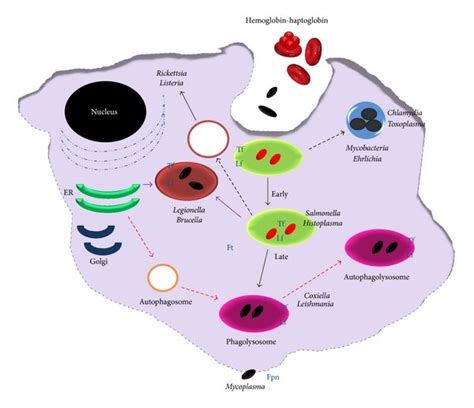 Intracellular parasites and iron sources inside of the macrophage.... | Download Scientific Diagram