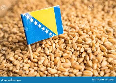 Grains Wheat with Bosnia and Herzegovina Flag, Trade Export and Economy Concept Stock Photo ...