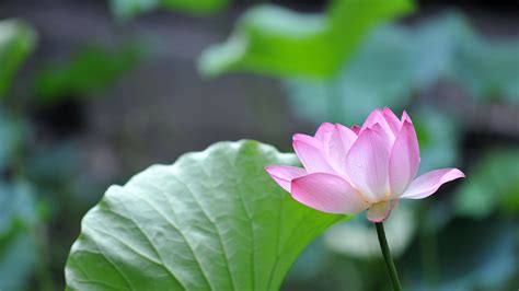 Lotus 4K Wallpapers - Top Free Lotus 4K Backgrounds - WallpaperAccess