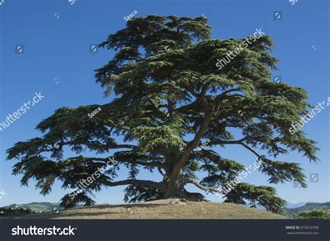 4,973 Cedars of lebanon Images, Stock Photos & Vectors | Shutterstock