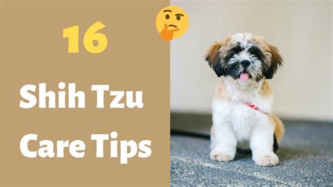 How to Care for a Shih Tzu Puppy? | 16 Shih Tzu Puppy Care Tips ...