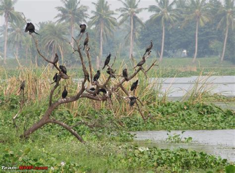 Kolleru lake bird sanctuary - The super sultry avian paradise - Team-BHP