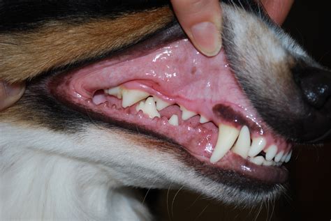 How to Brush Dogs' Teeth | Step by Step Guide | King West Vets