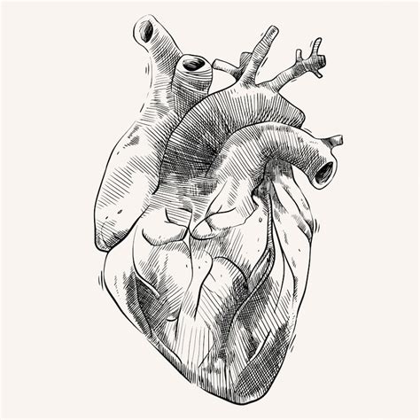 Premium Vector | Heart Organ with Hand Drawing Sketch Style