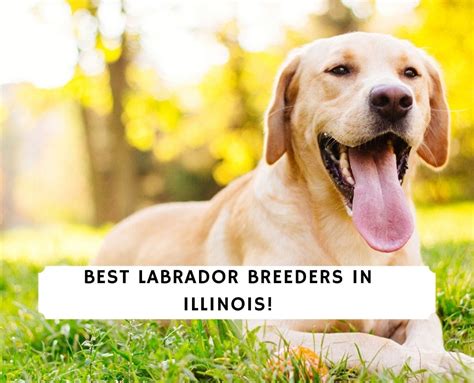 5 Best Labrador Breeders in Illinois!