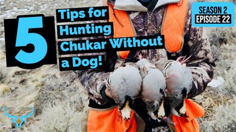 5 Tips for Chukar Hunting without a Dog – HousePetsCare.com