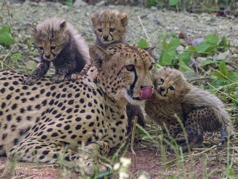 Photos: Baby zoo animals | Entertainment | tucson.com