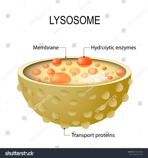 Anatomy Lysosome Hydrolytic Enzymes Membrane Transport Stock Vector (Royalty Free) 754284892 ...