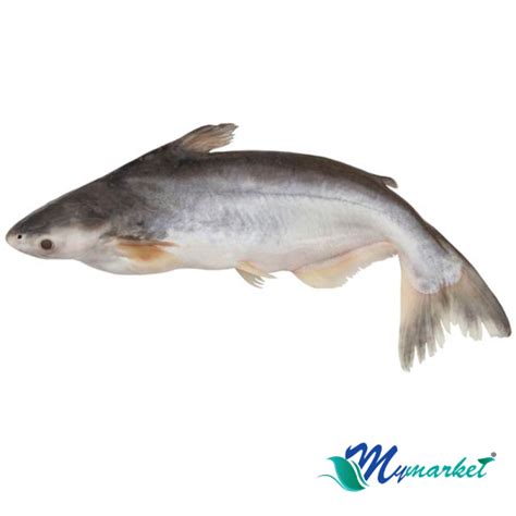 Ikan Patin (1 Ekor) 900gm-1kg – My Market