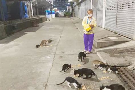 Mga Gamit Ng Pusa