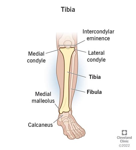 Tibia (Shin Bone): Location, Anatomy & Common Conditions