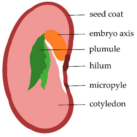 Bean Seed Structure