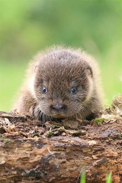 Adorable Eurasian Otter Baby in Summer Stock Image - Image of natural ...