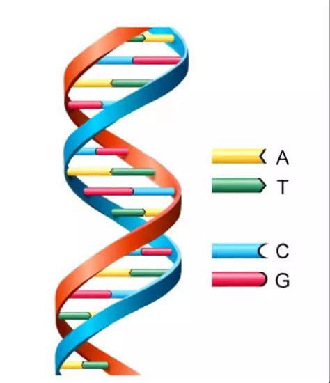 高温油炸过后的尸体还能检测出DNA是什么原理? - 知乎