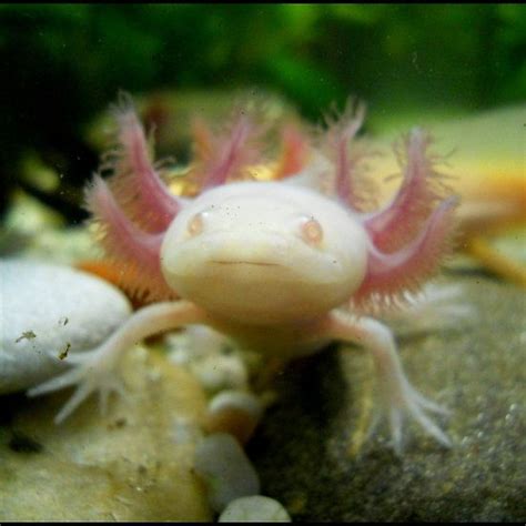 Albino axolotl 2 | Axolotl, Albino, Fish pet